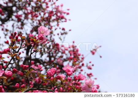 垂絲 垂絲 57316180