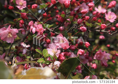 垂絲 垂絲 57316184