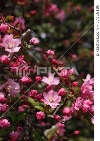 垂絲 垂絲 57316196