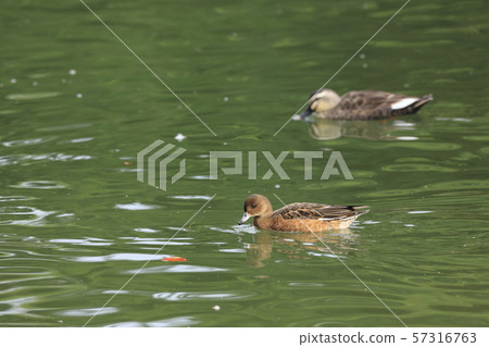Wigeon Wigeon 57316763