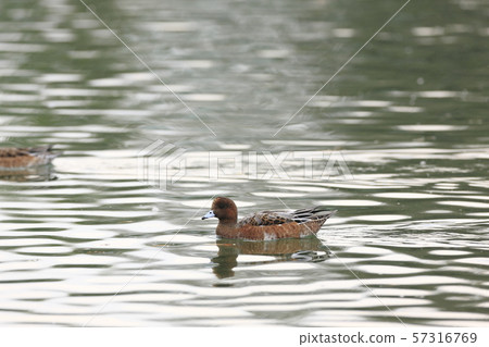  Wigeon 57316769