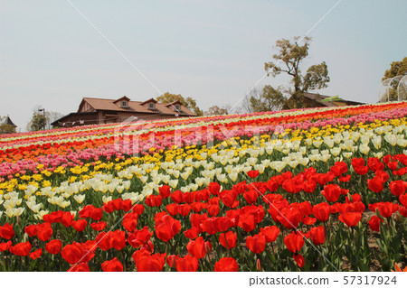 Harvest Hill / Tulip / 2405 Hachigaya-ji, Minami-ku, Osaka 57317924
