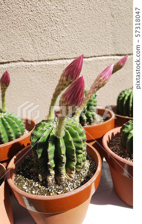Cactus flower Cactus flower 57318047