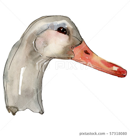 Duck head farm bird isolated. Watercolor background illustration set. Isolated duck illustration 57318080