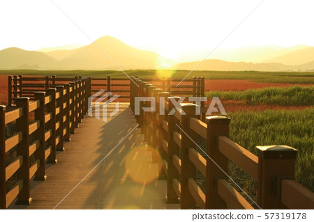 Tidal-Landscape, Chinese Noodles, Plant 57319178