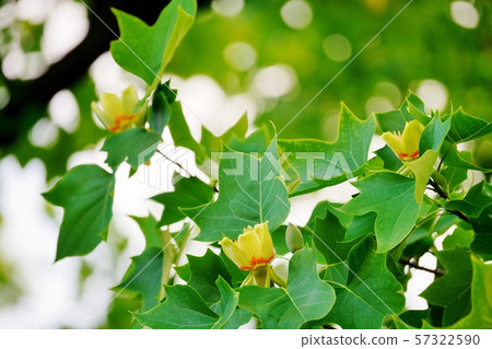 Tulip flowers 57322590