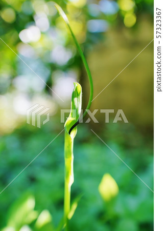 Karasbyshak flower Karasbyshak flower 57323367