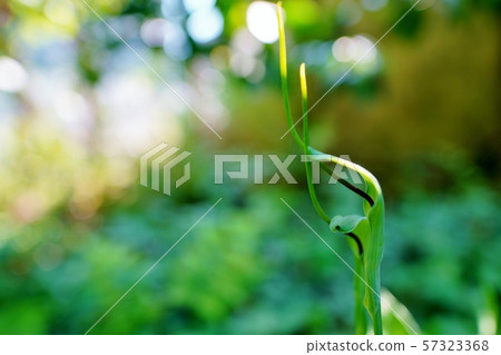 Karasbyshak花 Karasbyshak花 57323368