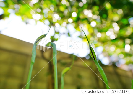 Karasbyshak flower 57323374