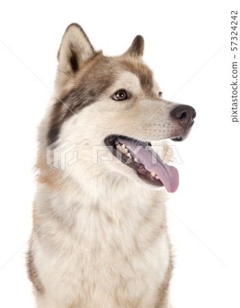 siberian husky in studio 57324242