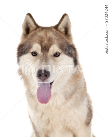 siberian husky in studio 57324244