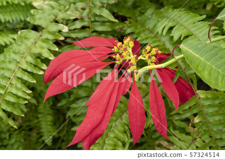 Poinsettia 57324514