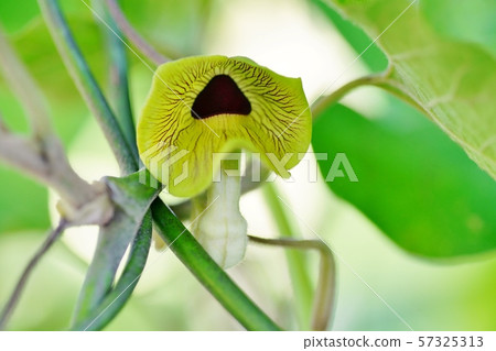 Umbanot Taxa花 57325313