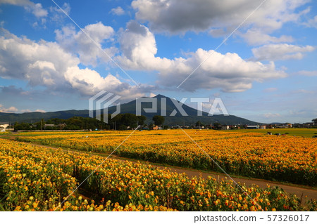 Akeno向日葵節日Chikusei市風景 57326017