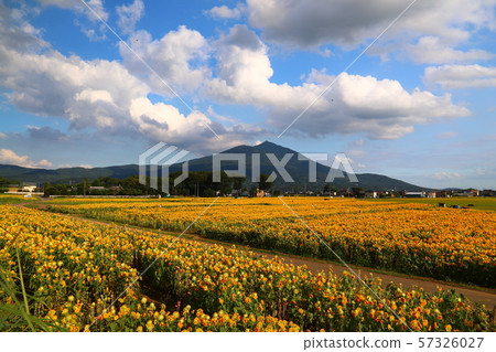 Akeno sunflower festival Chikusei city scenery Akeno sunflower festival Chikusei city scenery 57326027