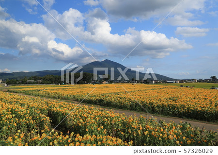 Akeno向日葵節日Chikusei市風景 Akeno向日葵節日Chikusei市風景 57326029