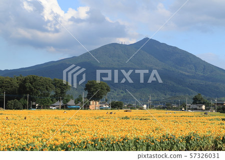 Akeno向日葵節日Chikusei市風景 Akeno向日葵節日Chikusei市風景 57326031