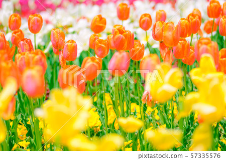 Tulip field [Gunma Flower Park] 57335576