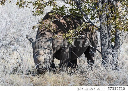 Black Rhinoceros Browsing under a tree. 57339710