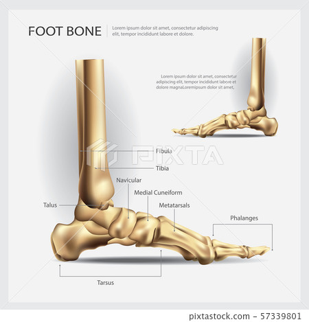 Foot Bone Vector Illustration 57339801