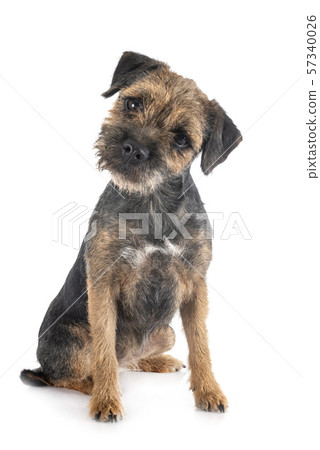 young border terrier young border terrier 57340026