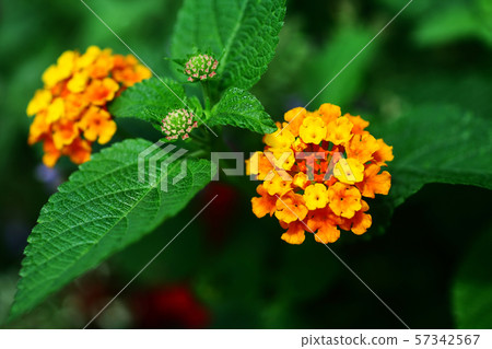 馬櫻丹屬黃紅色的花 馬櫻丹屬黃紅色的花 57342567