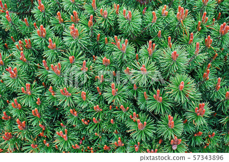 Pine Mops branches with needles and cones background Pine Mops branches with needles and cones background 57343896