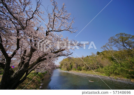 Cherry blossoms at the water 57348696