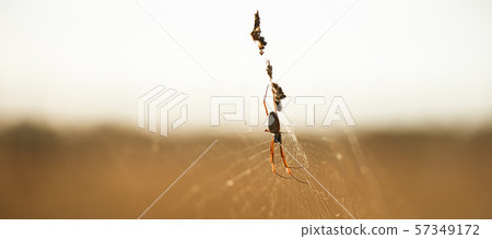 Golden orb spider Golden orb spider 57349172