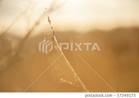Golden orb spider 57349173