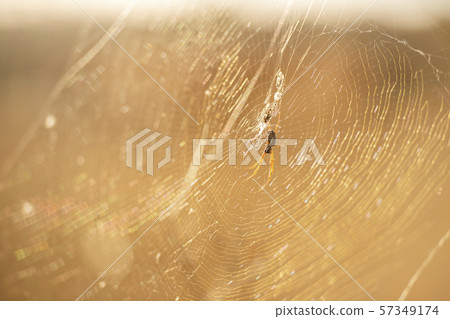 Golden orb spider 57349174