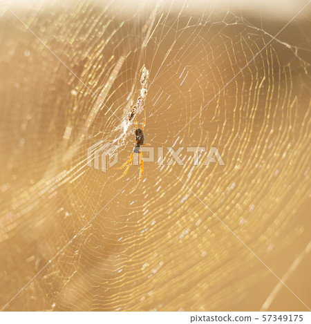 Golden orb spider Golden orb spider 57349175