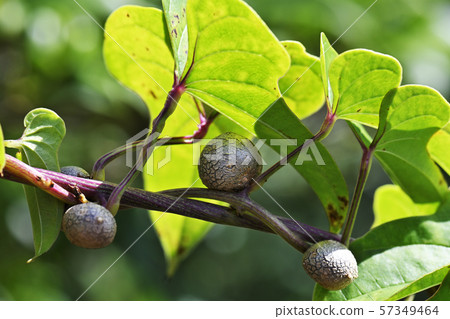 Bamboo grass 57349464