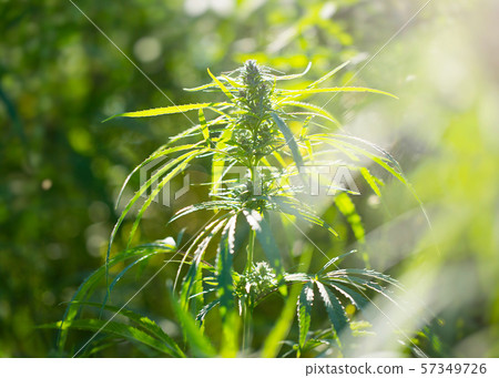 Hemp in the rays of sunlight. 57349726