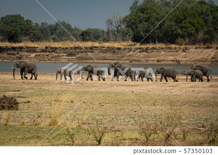 Family of elephants in a row protecting the smallest ones Family of elephants in a row protecting the smallest ones 57350103