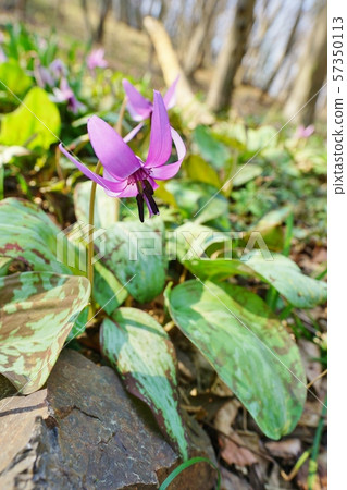 Katakuri花 57350113