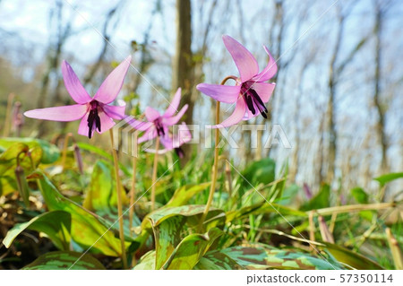 Katakuri花 Katakuri花 57350114