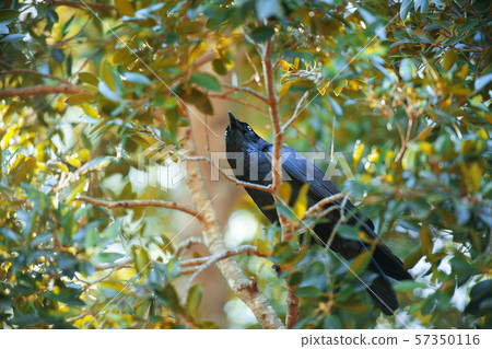 Australian Raven 57350116