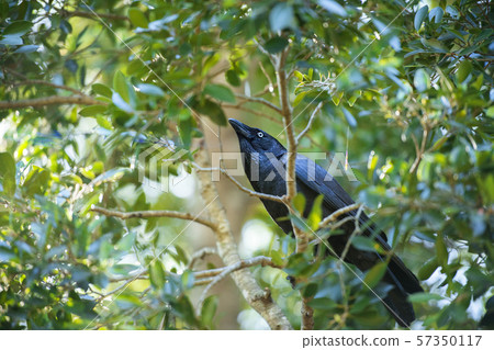 Australian Raven Australian Raven 57350117