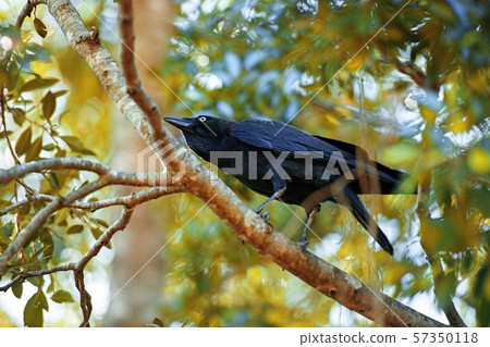 Australian Raven Australian Raven 57350118