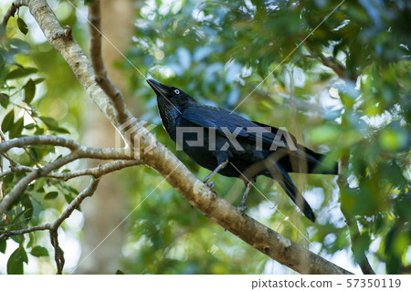 Australian Raven 57350119