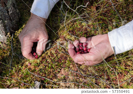 Man hands picking cranberries in the forest Man hands picking cranberries in the forest 57350491