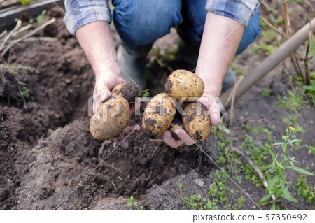 Organic homemade vegetables harvest potatoes.   57350492