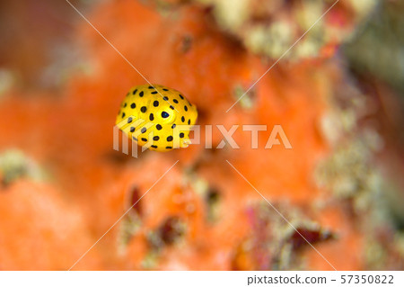 Larva of Minami Hako Hugo 57350822