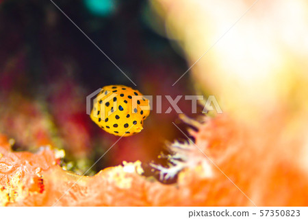 Minami Hako Hugo的幼蟲 57350823