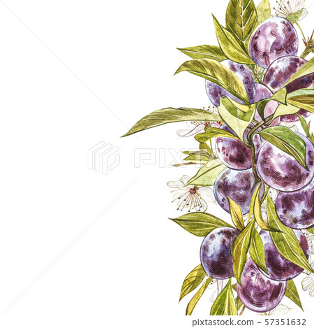 Ripe plum and branch with flowers. Plum drawing watercolor isolated on white background. Watercolor 57351632