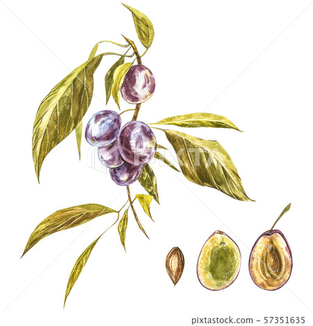 Ripe plum and branch with flowers. Plum drawing watercolor isolated on white background. Watercolor 57351635