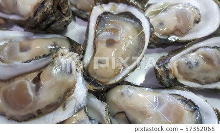 Group of Raw Fresh close up giant open oysters in a Shell serving on the white plate, Freshness seafood from fishery boat at fresh market, food backgrounds Group of Raw Fresh close up giant open oysters in a Shell serving on the white plate, Freshness seafood from fishery boat at fresh market, food backgrounds 57352068
