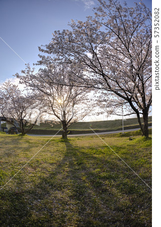 cherry blossom in good weather 57352082