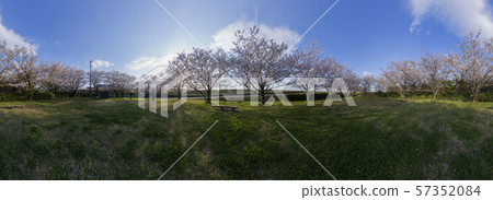 cherry blossom in good weather cherry blossom in good weather 57352084